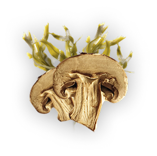 files/Agrupar_10_1_2d24752e-de07-4d43-8b25-99519d4bdb95.png